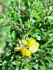 Crotalaria capensis