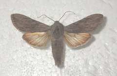 Cucullia lucifuga