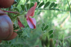 Indigofera pechuelii