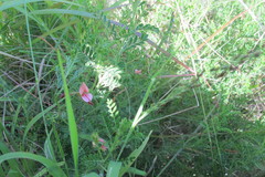Indigofera pechuelii
