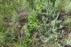 Cyphostemma lanigerum