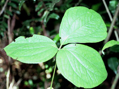 Dioscorea dregeana
