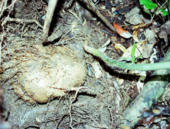 Dioscorea dregeana