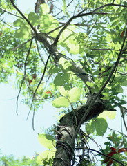 Dioscorea dregeana