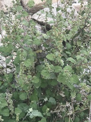 Ambrosia cordifolia