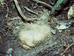 Dioscorea dregeana