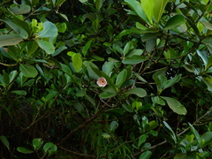 Clusia palmicida