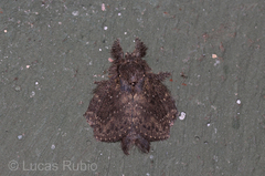 Euglyphis melancholica