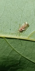 Stephanitis aperta