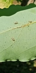 Stephanitis aperta