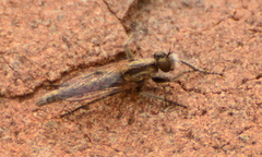 Neolophonotus