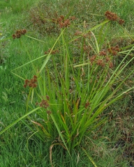 Cyperus ligularis