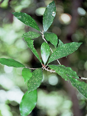 Englerophytum natalense