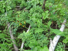 Tephroseris porphyrantha