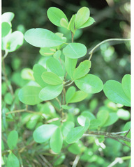 Erythroxylum emarginatum