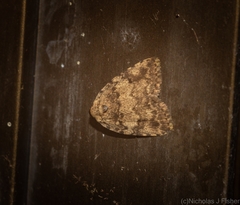 Tolpia conscitulana