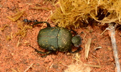 Gymnopleurus humanus