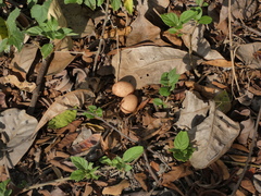 Nyctidromus albicollis