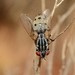 Locust Fly - Photo (c) Ryan Tippett, some rights reserved (CC BY-NC), uploaded by Ryan Tippett