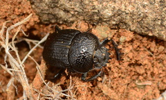 Scarabaeus parvulus