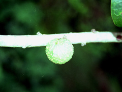 Ficus bizanae