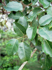Ficus bizanae