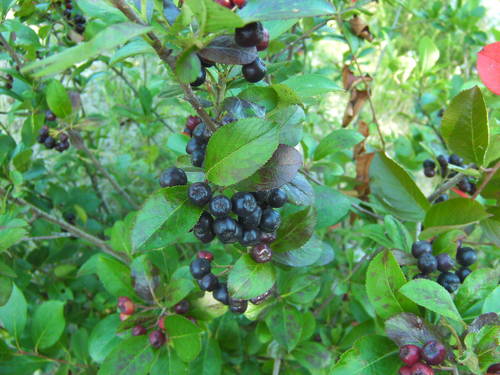 Aronia mitschurinii nuotrauka