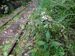 Procecidochares alani