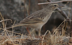 Anthus similis