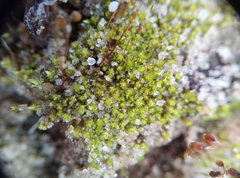 Bryum dichotomum