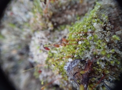 Bryum dichotomum