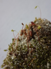 Bryum dichotomum