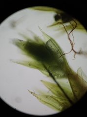 Bryum dichotomum