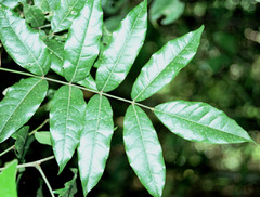 Philenoptera sutherlandii