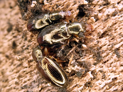 Salpingus planirostris