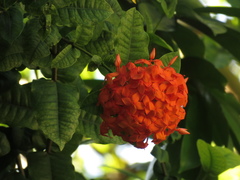 Ixora