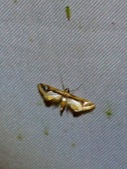 Eoophyla trichoceralis