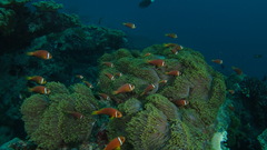 Amphiprion nigripes