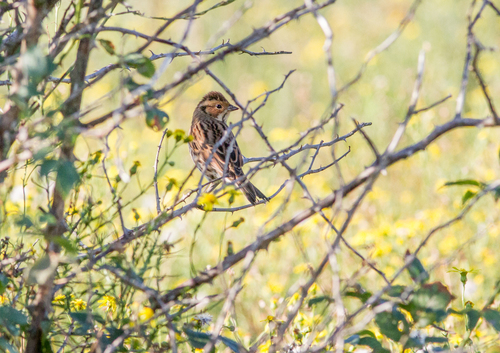Little Bunting, Botlek, Rotterdam, Nederland, photo 8 of 10
