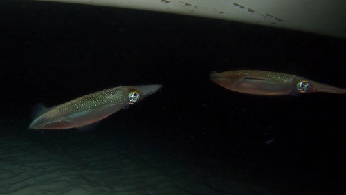 photo of Bigfin Reef Squid (Sepioteuthis lessoniana)