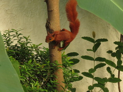 Sciurus granatensis