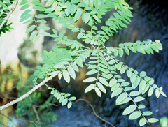 Phyllanthus polyanthus