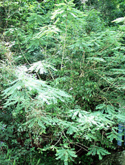 Phyllanthus polyanthus