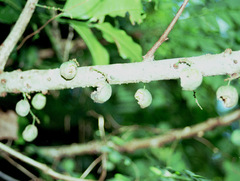 Phyllanthus polyanthus