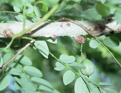 Phyllanthus polyanthus