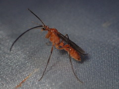 Ponerinae