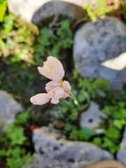 Allium roseum