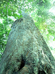 Afrocarpus falcatus