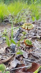 Trifolium reflexum