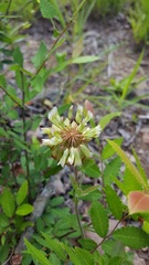 Trifolium reflexum